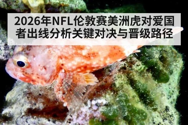 2026年NFL伦敦赛美洲虎对爱国者出线分析关键对决与晋级路径